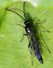 Melanichneumon sp.